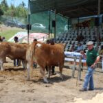 Sul Informação - Fotogaleria: Odemira já se mostra com todo o seu esplendor em mais uma FACECO