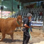 Sul Informação - Fotogaleria: Odemira já se mostra com todo o seu esplendor em mais uma FACECO