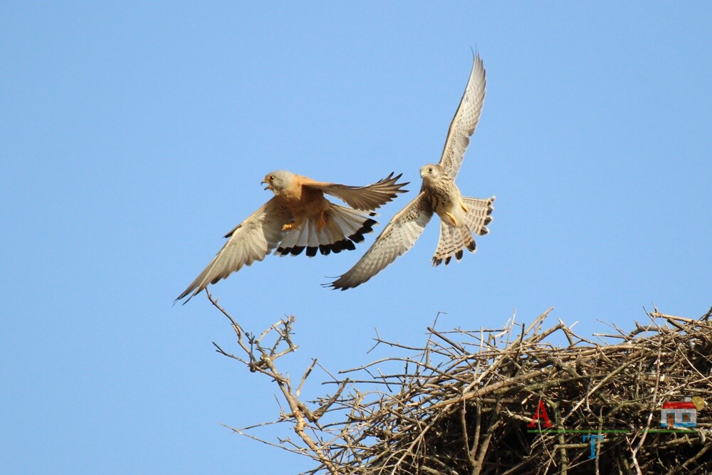Sul Informação - Passeio no Parque Natural do Vale do Guadiana dá a conhecer o Peneireiro-das-torres