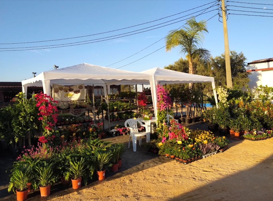 Sul Informação - Feira leva o melhor da jardinagem mediterrânica a Estoi