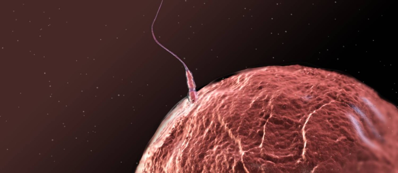 Sul Informação - Cientistas portuguesas resolvem mistério na infertilidade feminina