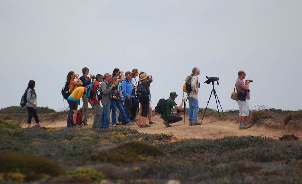 Sul Informação - Mais de mil pessoas de 20 países assistiram a “festival de avistamentos” em Sagres
