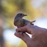Sul Informação - 1110 pessoas de 23 países foram a Sagres para Festival de Observação de Aves & Atividades de Natureza