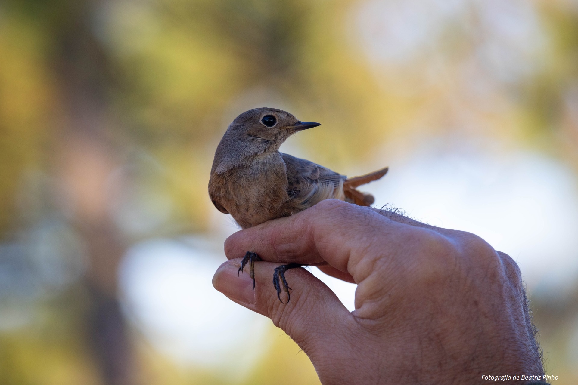 Sul Informação - 1110 pessoas de 23 países foram a Sagres para Festival de Observação de Aves & Atividades de Natureza