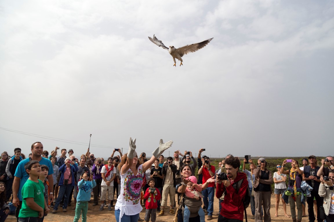 festival observação aves