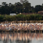 Sul Informação - Algarve foi berço para 550 novos flamingos [com vídeo]