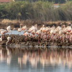 Sul Informação - Algarve foi berço para 550 novos flamingos [com vídeo]