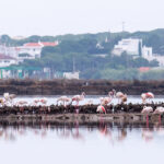 Sul Informação - Algarve foi berço para 550 novos flamingos [com vídeo]