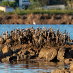 Sul Informação - Algarve foi berço para 550 novos flamingos [com vídeo]