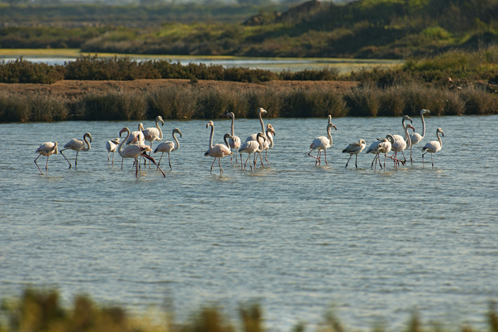 Sul Informação - Algarve Nature Week apresenta nove dias de atividades ao ar livre