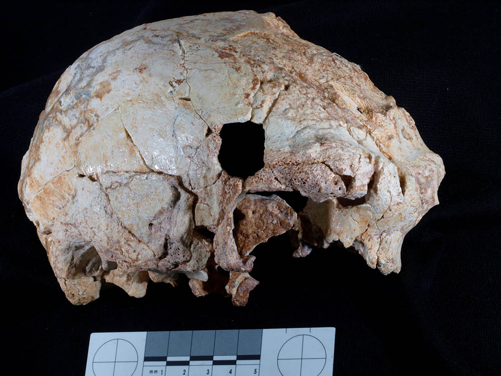 Sul Informação - Finalmente um fóssil antigo de hominídeo descoberto em Portugal