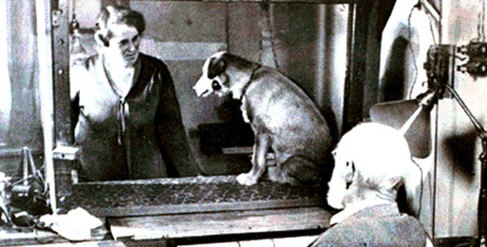 Sul Informação - O cão de Pavlov está de volta!