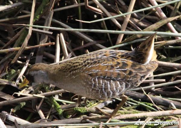 Sul Informação - Descoberta de verdadeira ave rara na margem do Arade em Silves atrai birdwatchers de toda a Europa