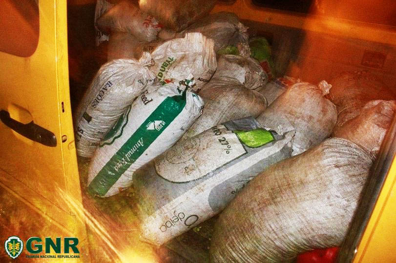 Sul Informação - GNR apreende 1 tonelada de azeitona furtada numa herdade de Ferreira do Alentejo