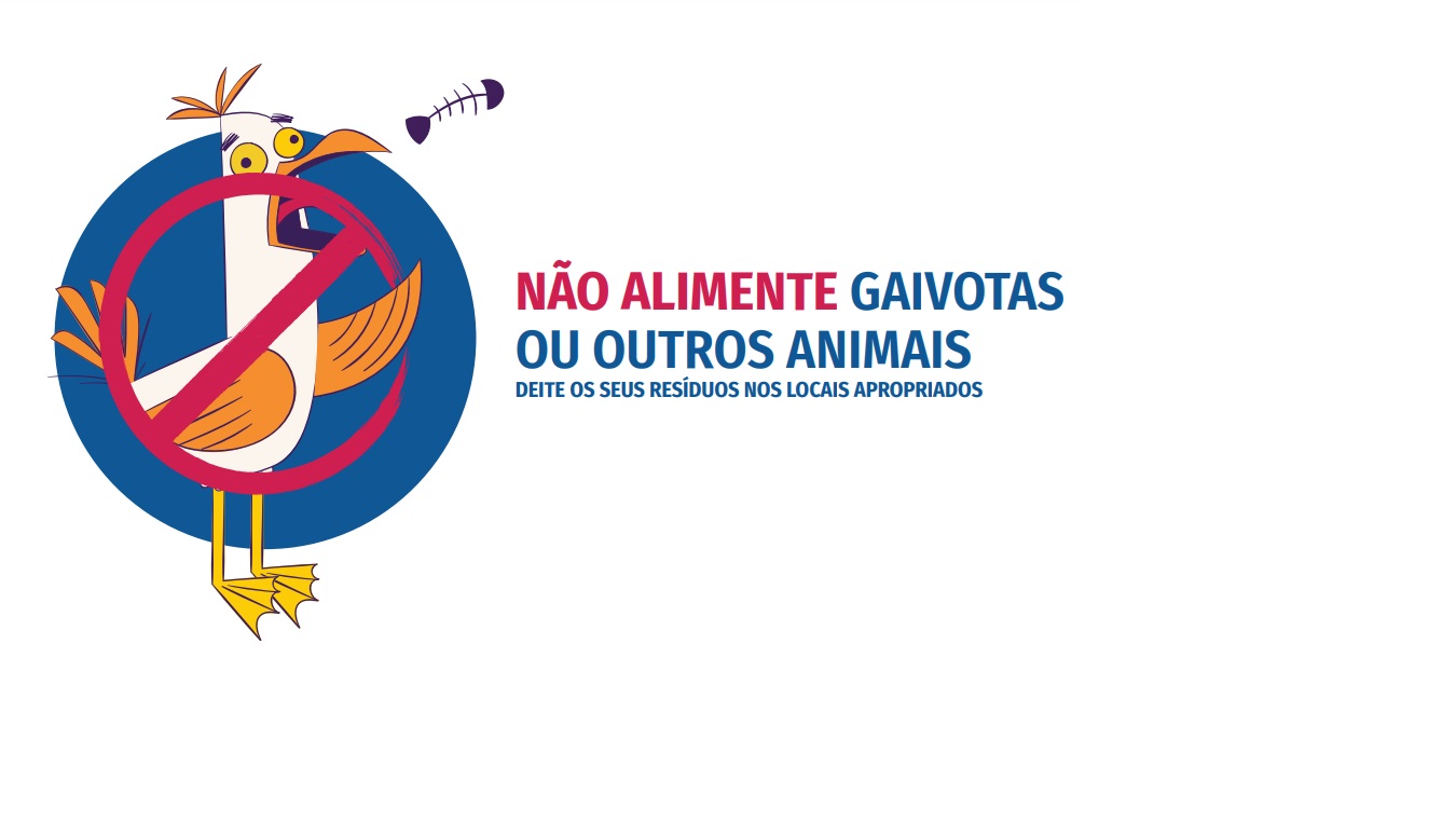 Sul Informação - Ferragudo pede que não se alimente gaivotas