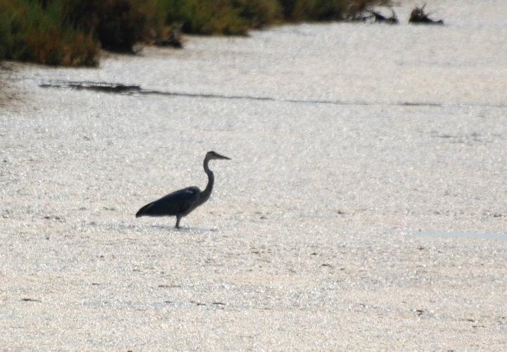 Sul Informação - Detetado caso de gripe aviária em garça-real no Algarve