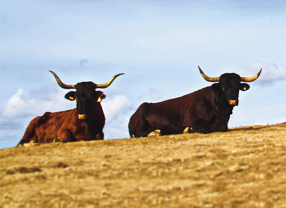 Sul Informação - Feira de Garvão mostra o melhor do mundo rural