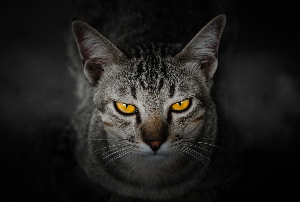 Sul Informação - Vila do Bispo lança campanha para controlar reprodução dos gatos de rua