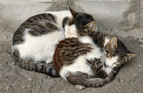 Sul Informação - Projeto «Gato de Rua» avança em Carvoeiro