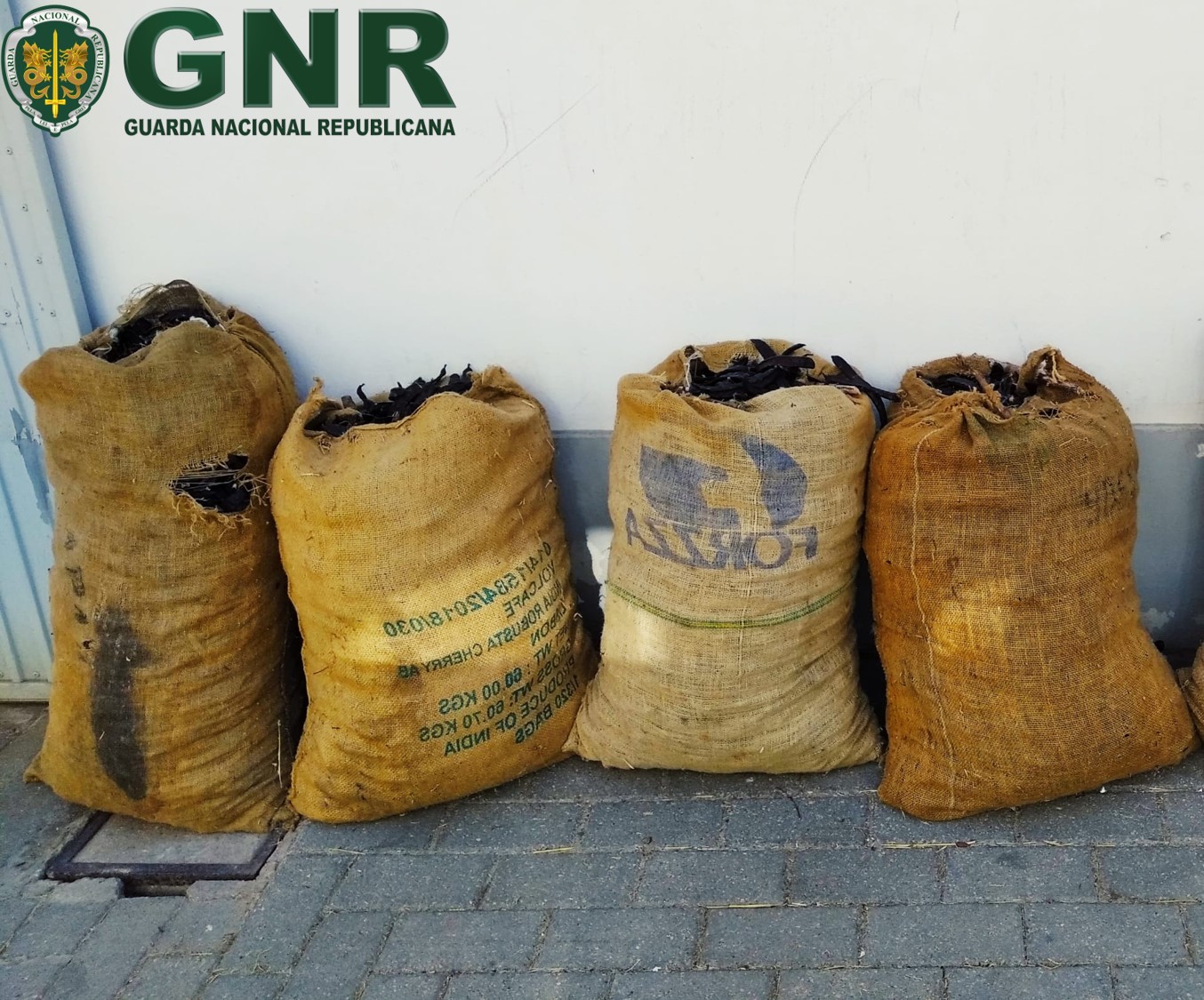 Sul Informação - Casal apanhado em flagrante a furtar alfarroba em Algoz
