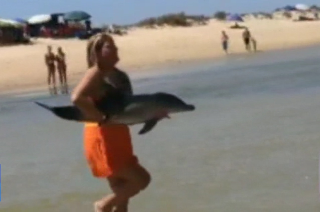 Sul Informação - Golfinho bebé apareceu na Ria Formosa