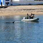Sul Informação - Golfinho-roaz que está na Praia de Faro pode aguentar «dias, semanas ou meses» na Ria