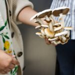 Sul Informação - Há 14 espécies de cogumelos a nascer no centro de Portimão (e não vai ficar por aqui)