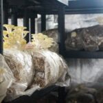 Sul Informação - Há 14 espécies de cogumelos a nascer no centro de Portimão (e não vai ficar por aqui)