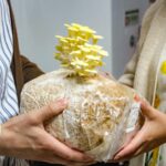 Sul Informação - Há 14 espécies de cogumelos a nascer no centro de Portimão (e não vai ficar por aqui)