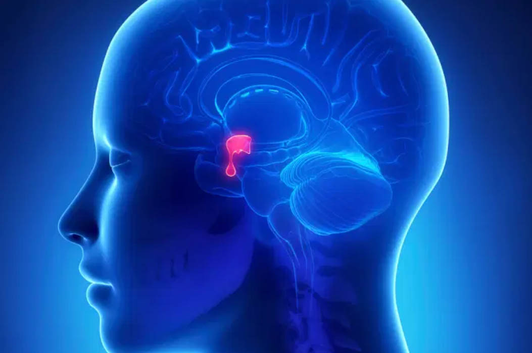 Sul Informação - Como as hormonas podem aliviar as dificuldades de movimento após uma lesão cerebral