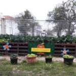 Sul Informação - Legumes da horta pedagógica de escola de Faro vão chegar a quem mais precisa