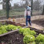 Sul Informação - Legumes da horta pedagógica de escola de Faro vão chegar a quem mais precisa