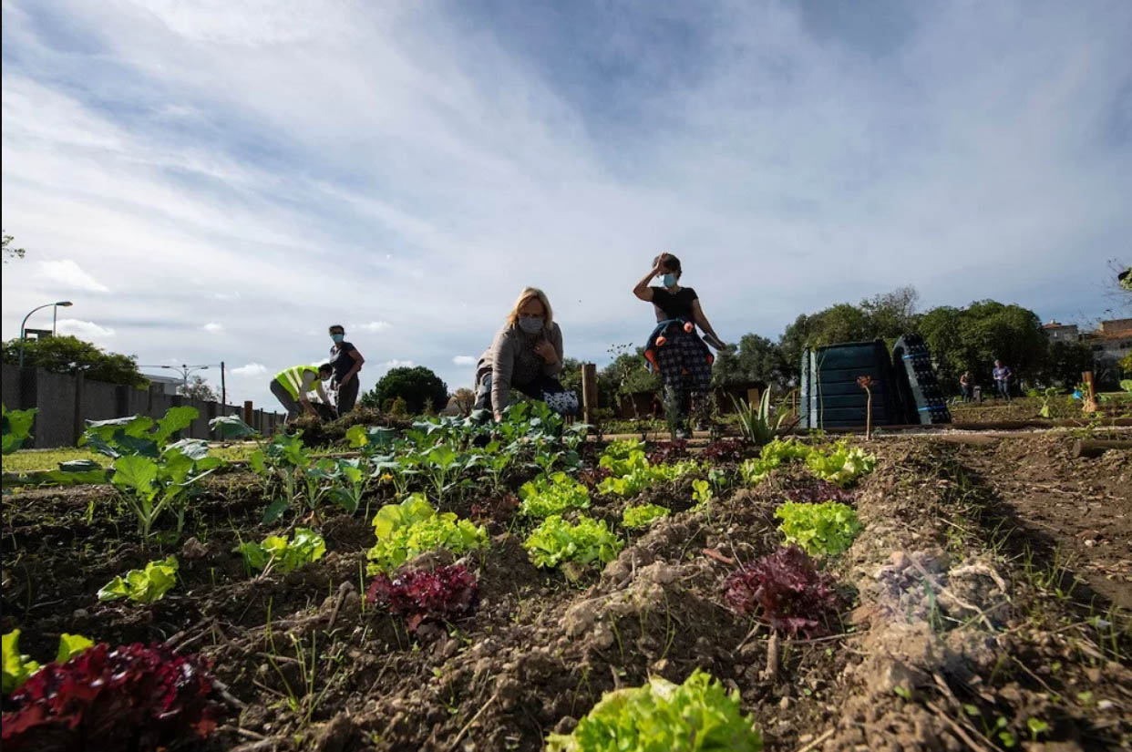 Sul Informação - Tavira lança “Semente” à terra em hortas urbanas para famílias dos bairros da cidade