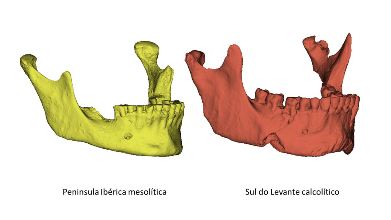 Sul Informação - Investigador da UAlg lidera equipa internacional que estudou morfologia das mandíbulas humanas