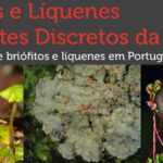 Sul Informação - Líquenes, briófitos, caça ao tesouro e fantasias de Carnaval no Centro Ciência Viva de Lagos