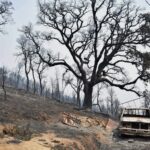 Sul Informação - Monchique viu o fogo passar e deixar uma destruição maior «que a de 2003»