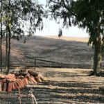 Sul Informação - Incêndio no coração da Reserva da Biosfera causa «graves consequências humanas e biofísicas»