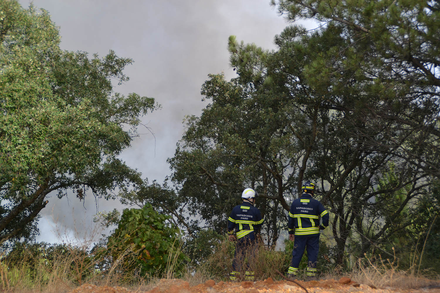 Sul Informação - Incêndio: Centro Hípico de Faro voltou a viver «noite de sobressalto»