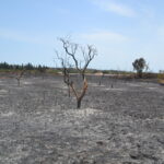 Sul Informação - Quinta do Lago quer voltar a ser paraíso depois do inferno do fogo