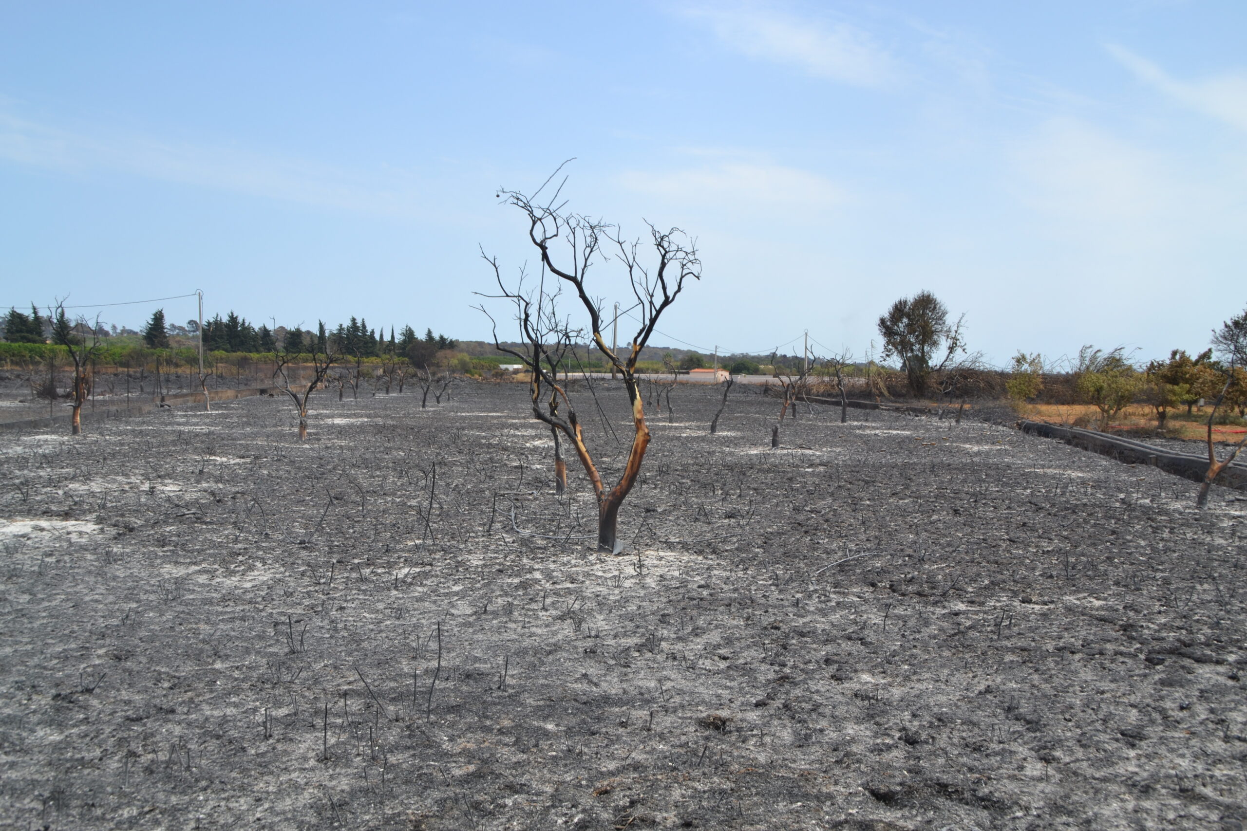 Sul Informação - Quinta do Lago quer voltar a ser paraíso depois do inferno do fogo
