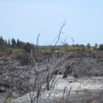 Sul Informação - Quinta do Lago quer voltar a ser paraíso depois do inferno do fogo