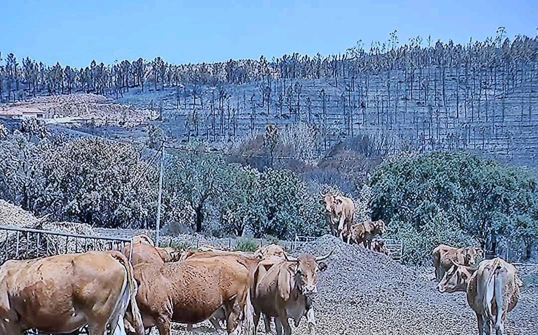 Sul Informação - Já foram pagas despesas dos agricultores afetados pelo incêndio em Aljezur e Monchique