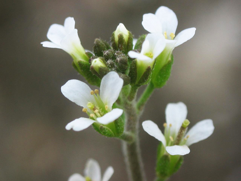 Arabidopsis_thaliana_inflorescencias. Sul Informação