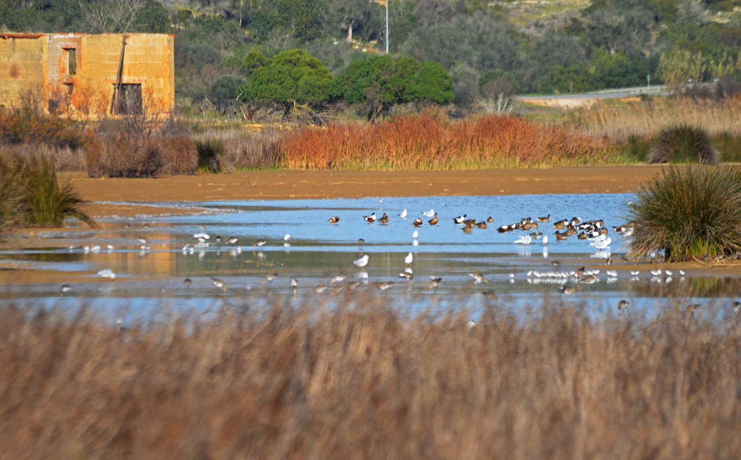 Sul Informação - Acórdão do STA «não põe em causa» criação da Reserva Natural da Lagoa dos Salgados