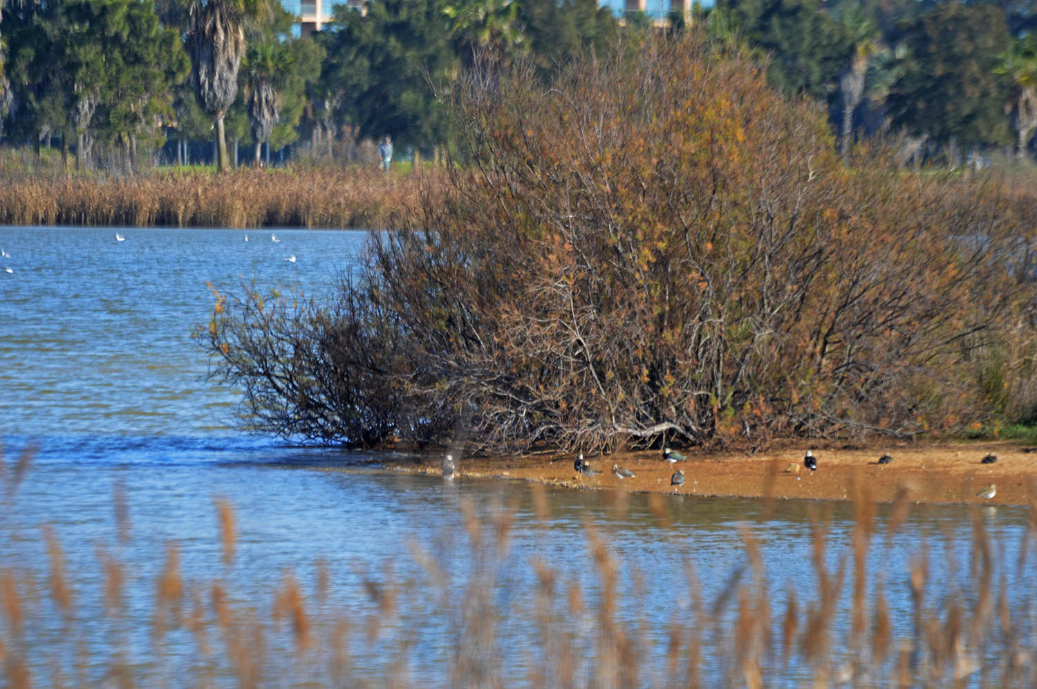 Sul Informação - Lagoa dos Salgados: que deferimento tácito?