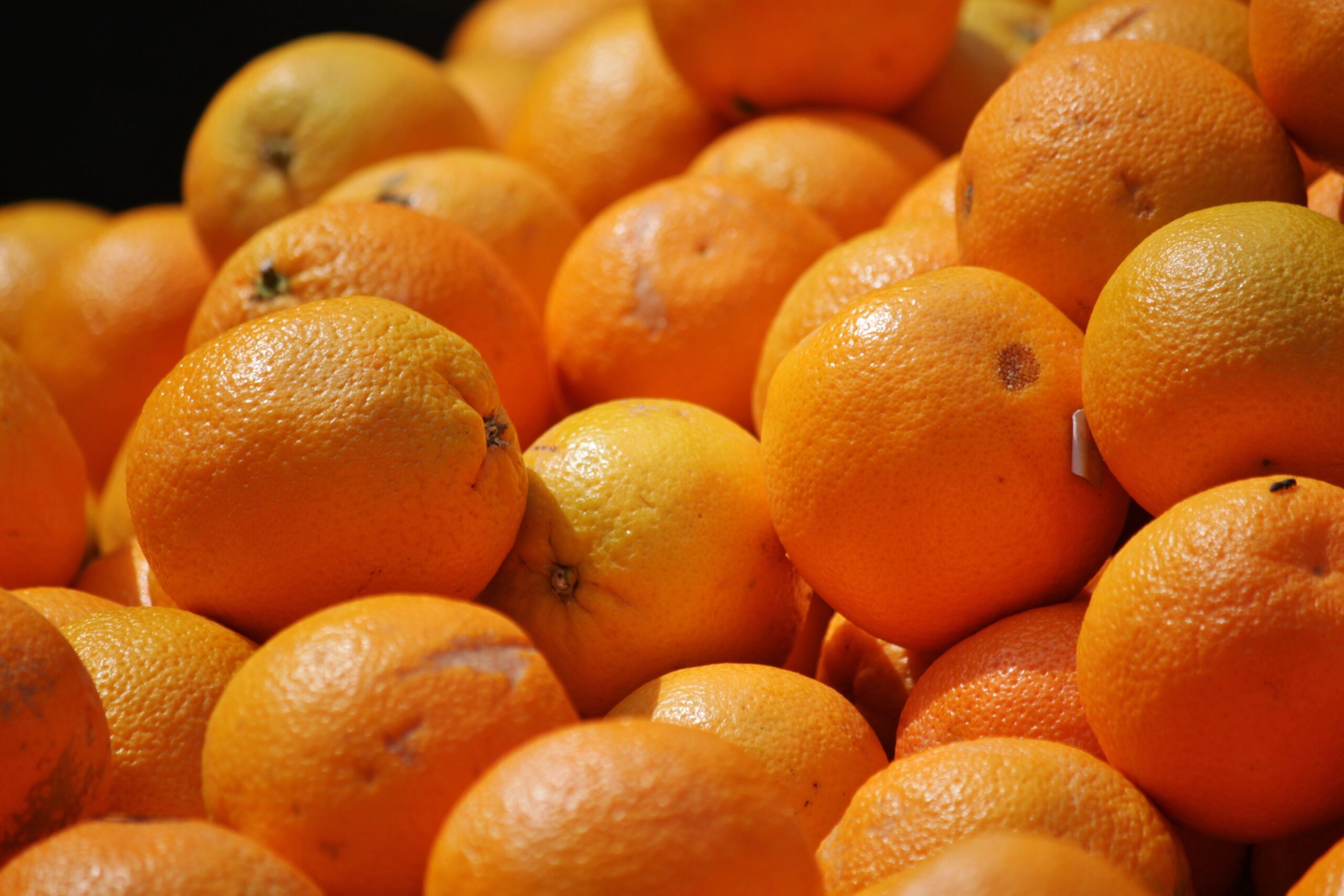 Sul Informação - Laranja algarvia pode chegar à China em 2019