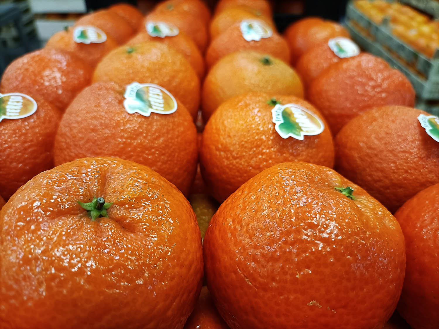 Sul Informação - Especialistas refletem em Silves na “Conferência Laranja XXI”