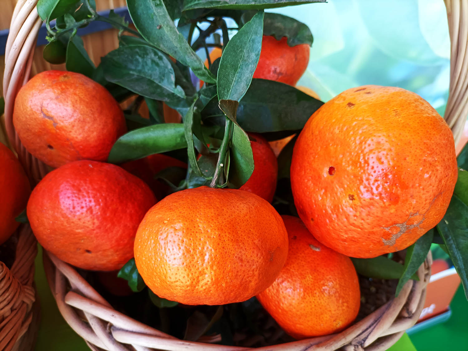 Sul Informação - Vitamina: um nome centenário