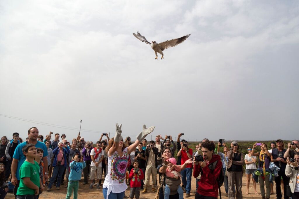 libertação de aves_1