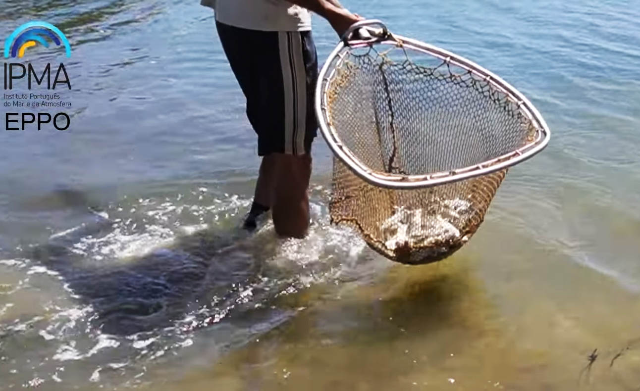 Sul Informação - 3525 corvinas foram libertadas na Ria Formosa para aumentar stocks da costa algarvia